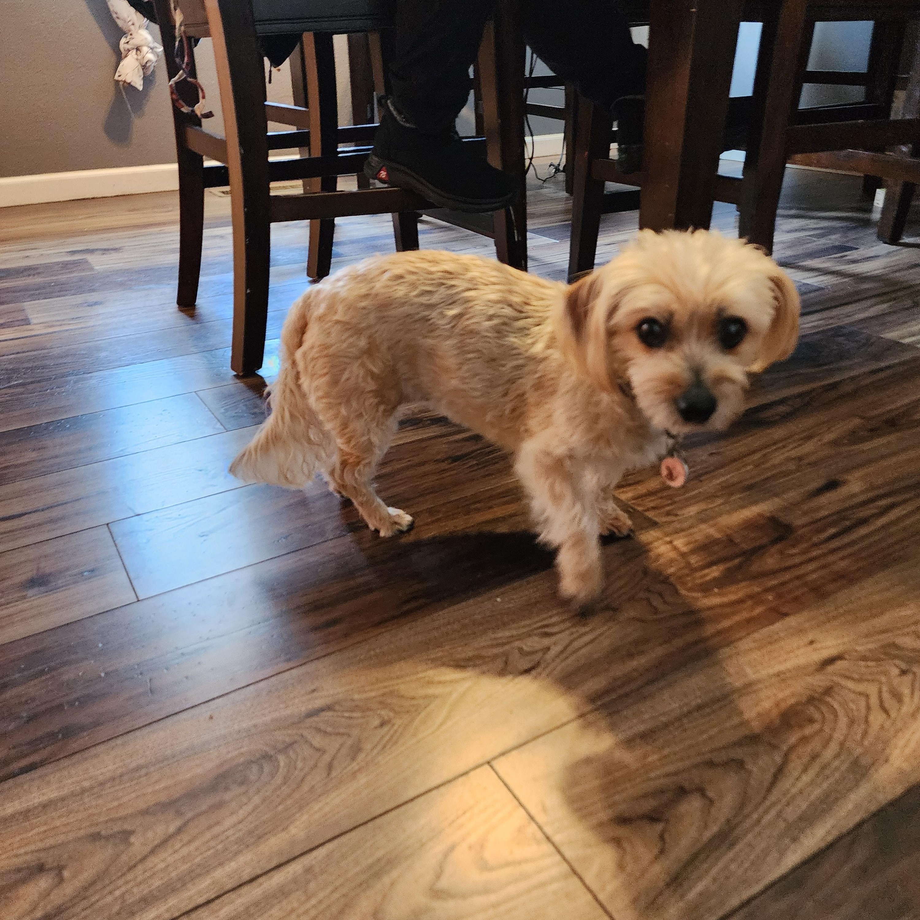 Enlarge Pepper, a ADOPTABLE mixed breed in Portland, OR image 2/5