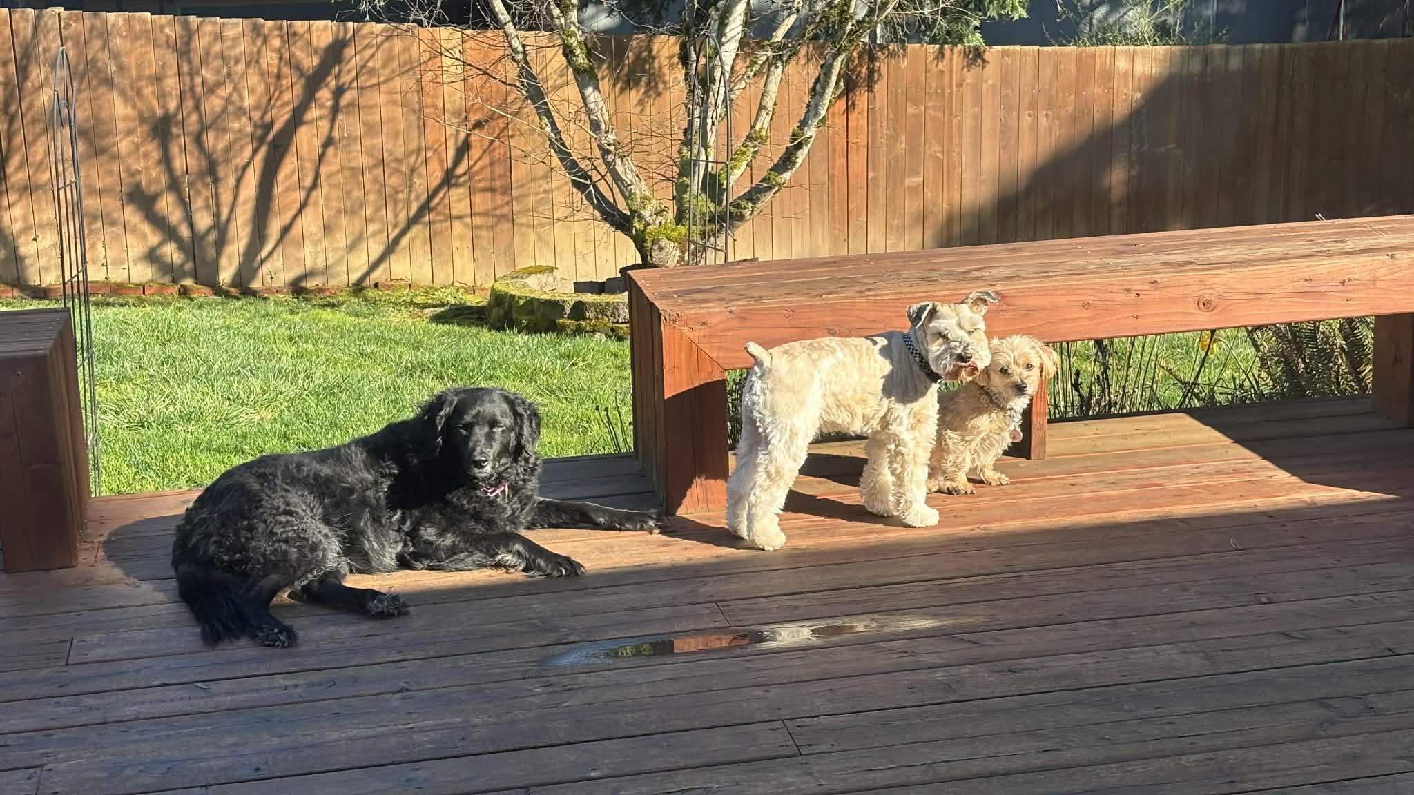 Enlarge Pepper, a ADOPTABLE mixed breed in Portland, OR image 5/5