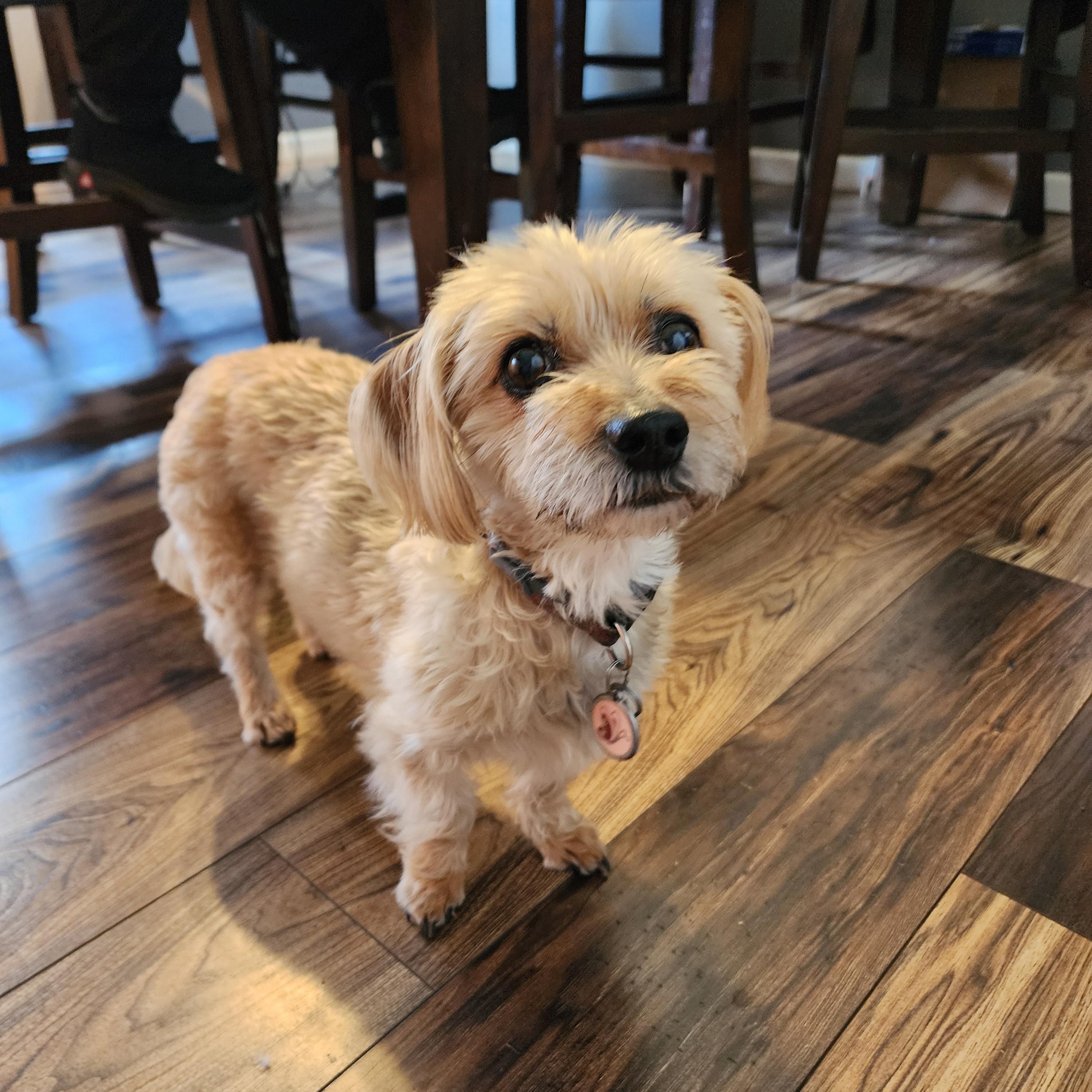 Enlarge Pepper, a ADOPTABLE mixed breed in Portland, OR image 3/5