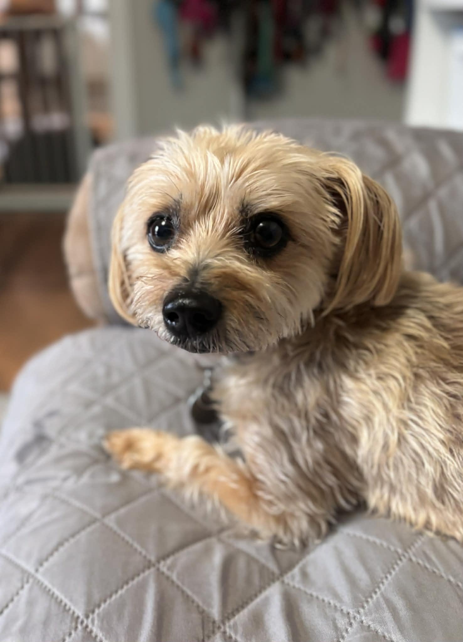 Enlarge Pepper, a ADOPTABLE mixed breed in Portland, OR image 4/5