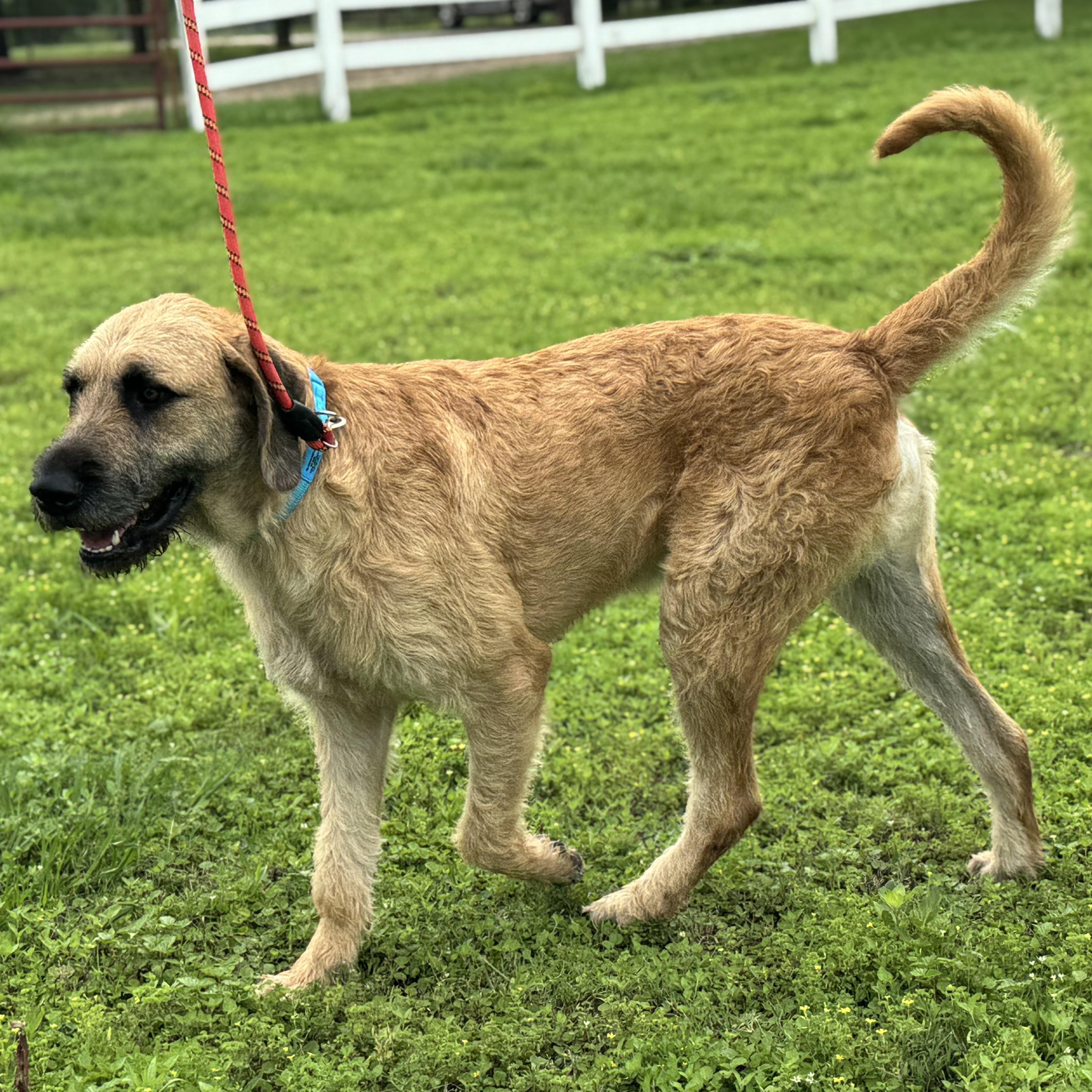 Enlarge Peanut - The Sweetest Old Soul You’ll Ever Meet, an adopted mixed breed in Brewster, NY image 3/6