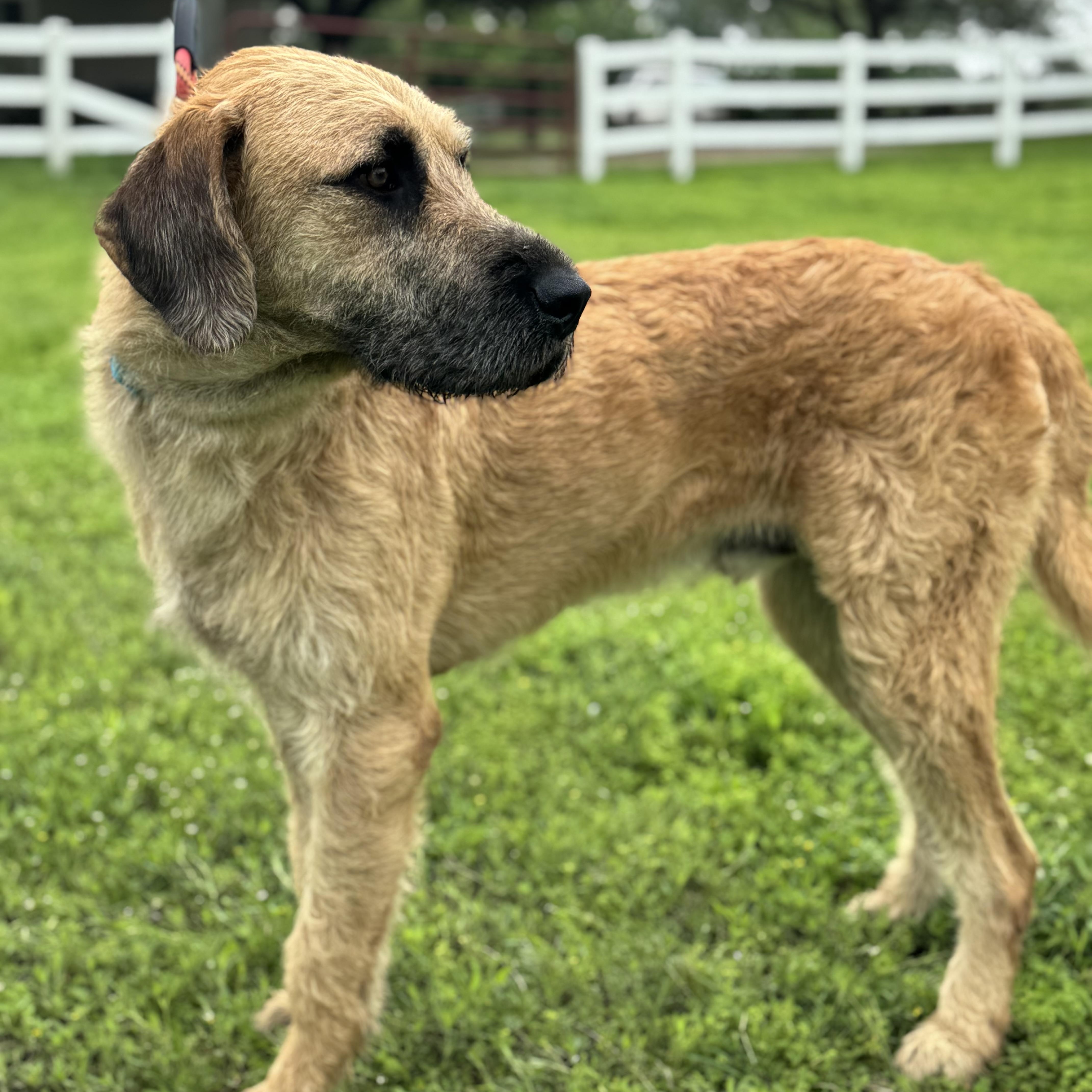 Enlarge Peanut - The Sweetest Old Soul You’ll Ever Meet, an adopted mixed breed in Brewster, NY image 5/6
