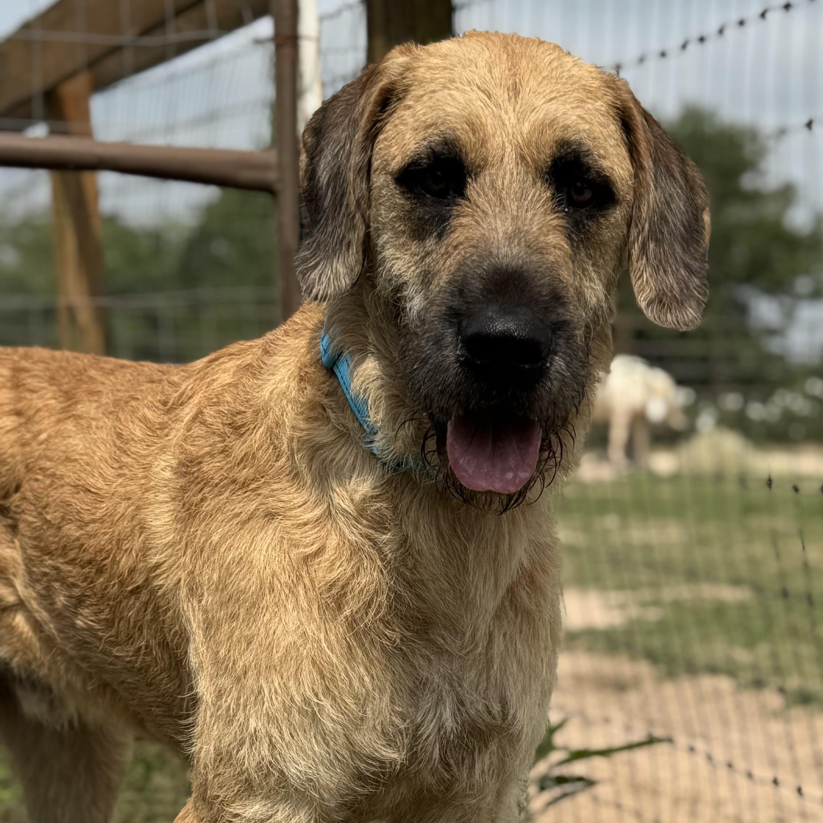 Enlarge Peanut - The Sweetest Old Soul You’ll Ever Meet, an adopted mixed breed in Brewster, NY image 1/6