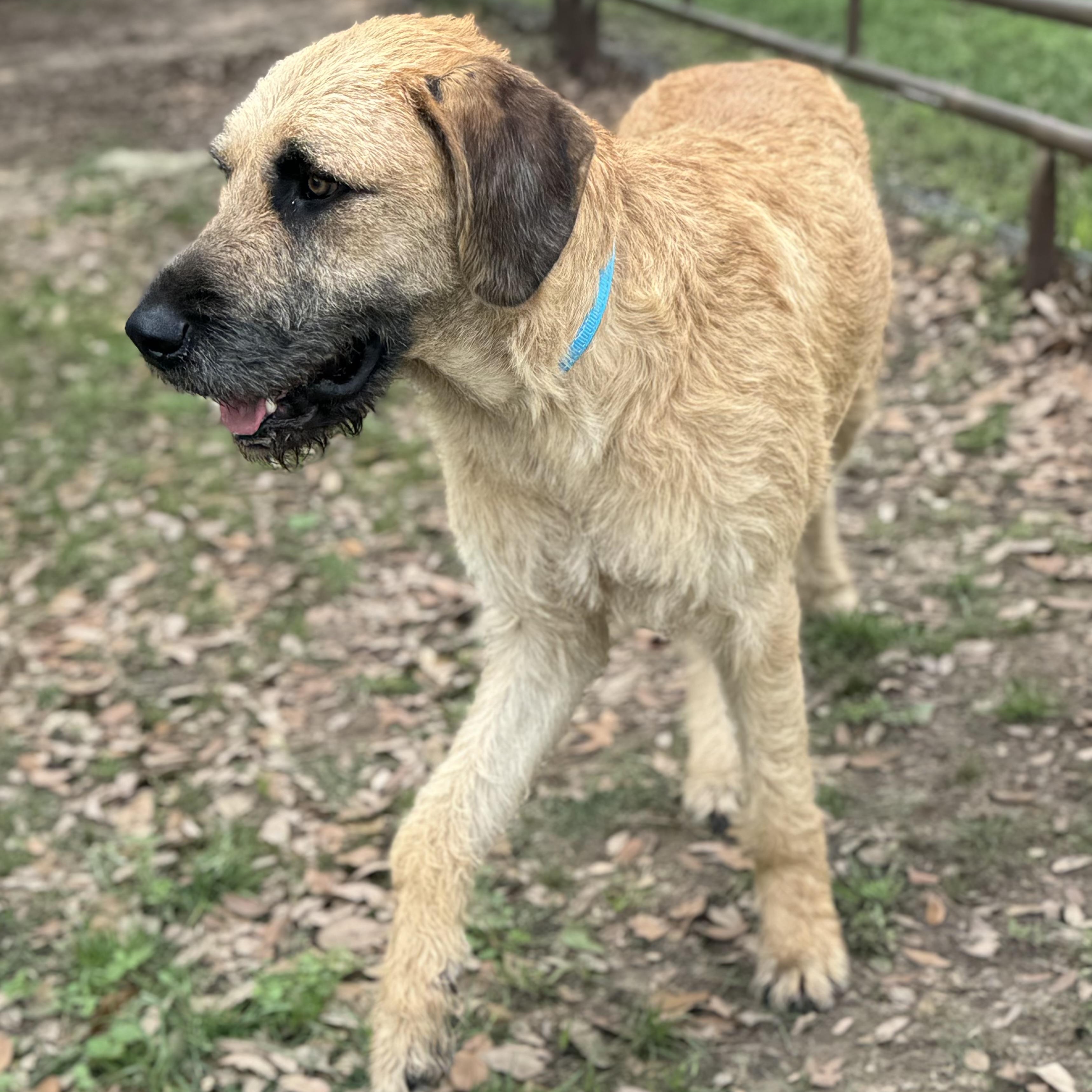 Enlarge Peanut - The Sweetest Old Soul You’ll Ever Meet, an adopted mixed breed in Brewster, NY image 4/6