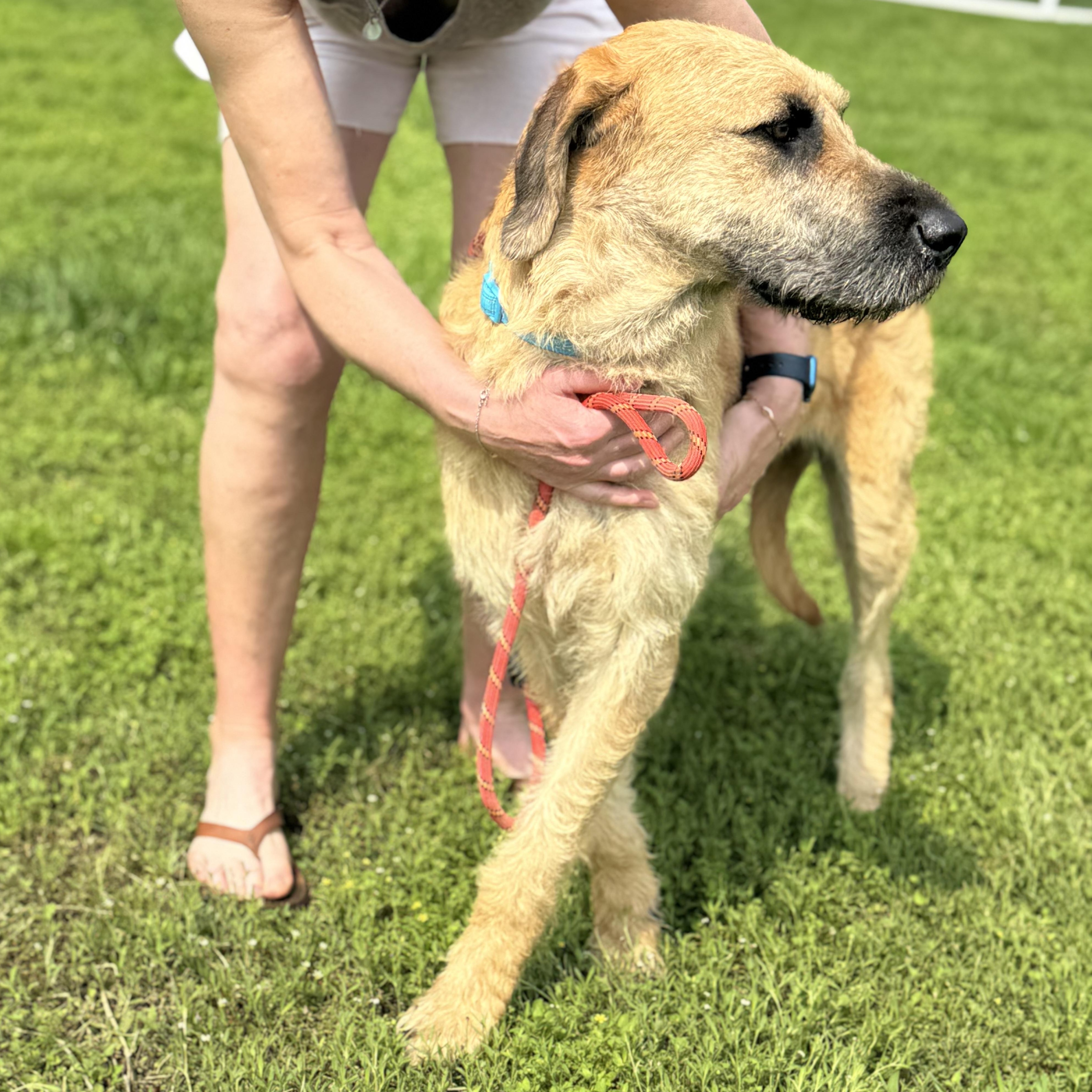 Enlarge Peanut - The Sweetest Old Soul You’ll Ever Meet, an adopted mixed breed in Brewster, NY image 2/6