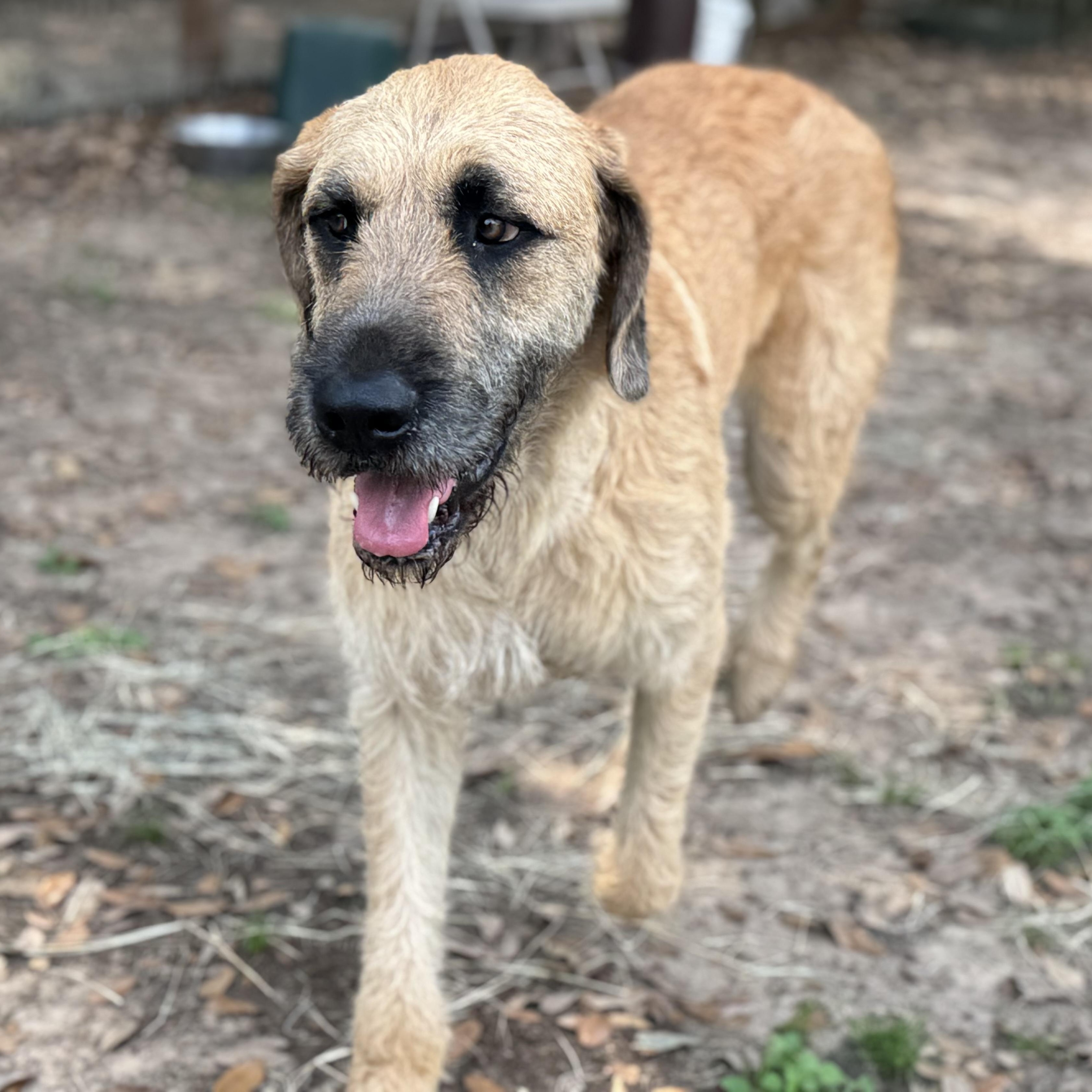 Enlarge Peanut - The Sweetest Old Soul You’ll Ever Meet, an adopted mixed breed in Brewster, NY image 6/6