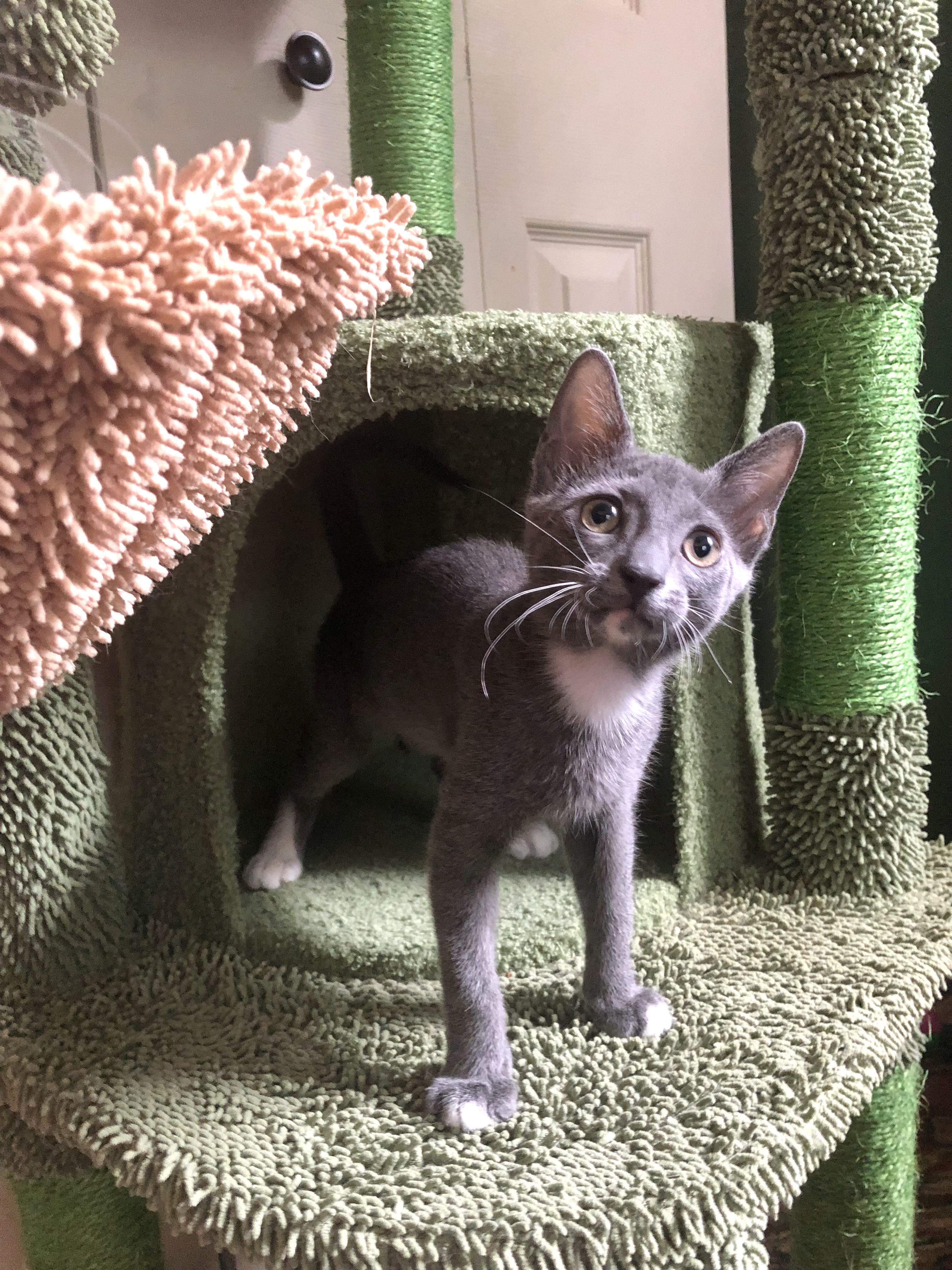 Cat for adoption Porsche & Piglet BONDED, a Domestic Short Hair