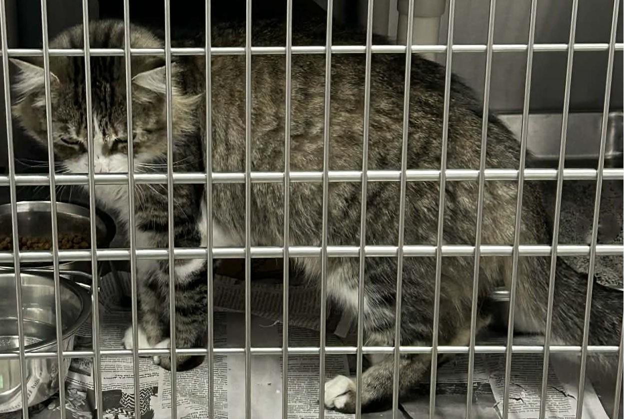 Enlarge Keira, an adopted mixed breed in Wakefield, RI image 2/3