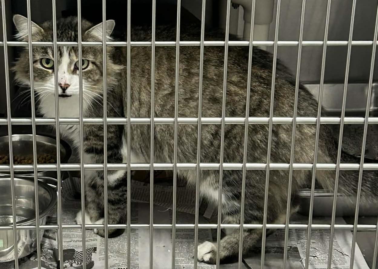 Keira, adopted, Adult Female Domestic Medium Hair.