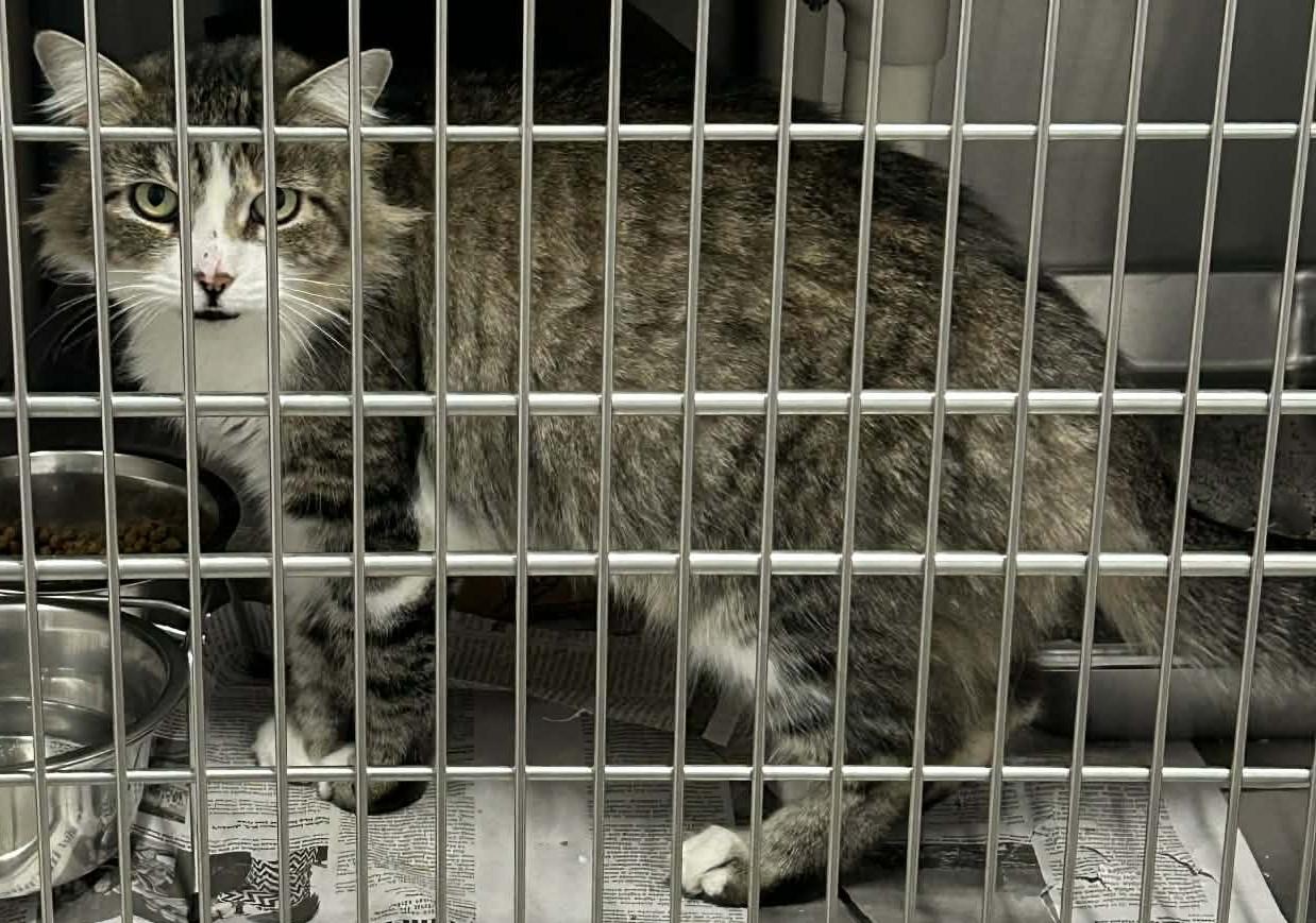 Enlarge Keira, an adopted mixed breed in Wakefield, RI image 3/3