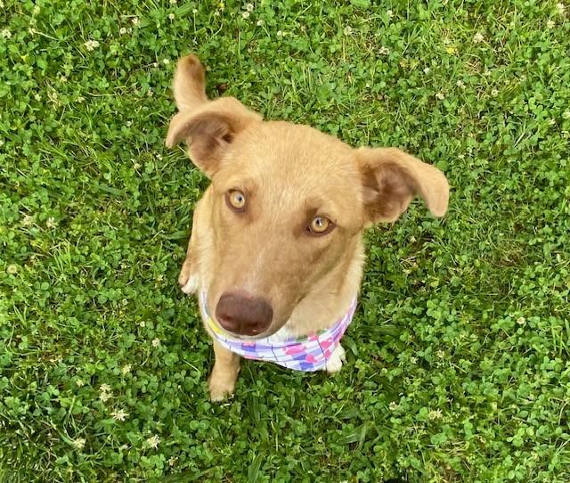 Lime, a ADOPTABLE Australian Kelpie in Fayetteville, AR image 3/6