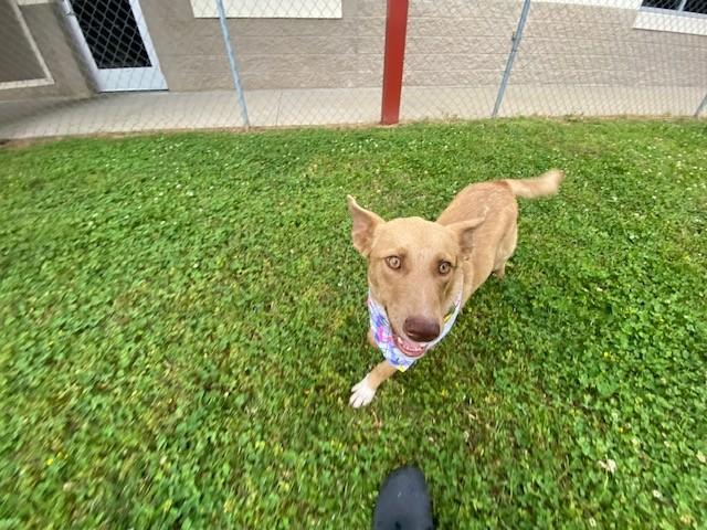 Lime, a ADOPTABLE Australian Kelpie in Fayetteville, AR image 6/6