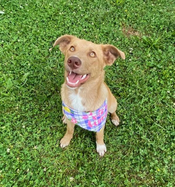 Lime, a ADOPTABLE Australian Kelpie in Fayetteville, AR image 5/6