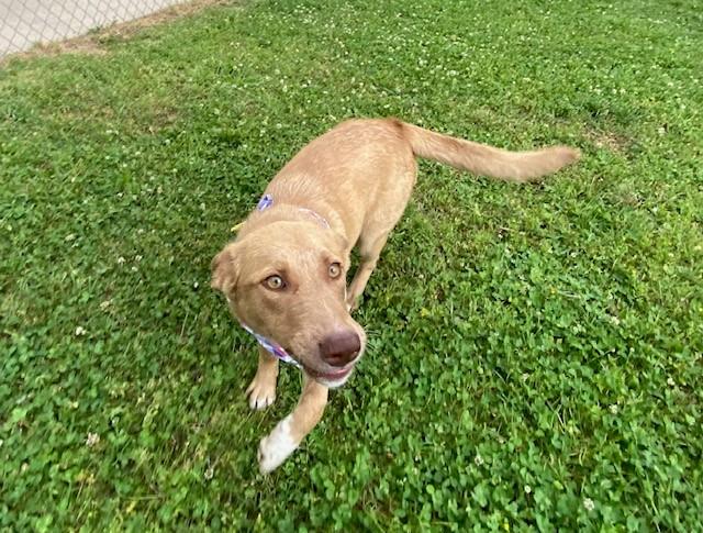 Lime, a ADOPTABLE Australian Kelpie in Fayetteville, AR image 2/6