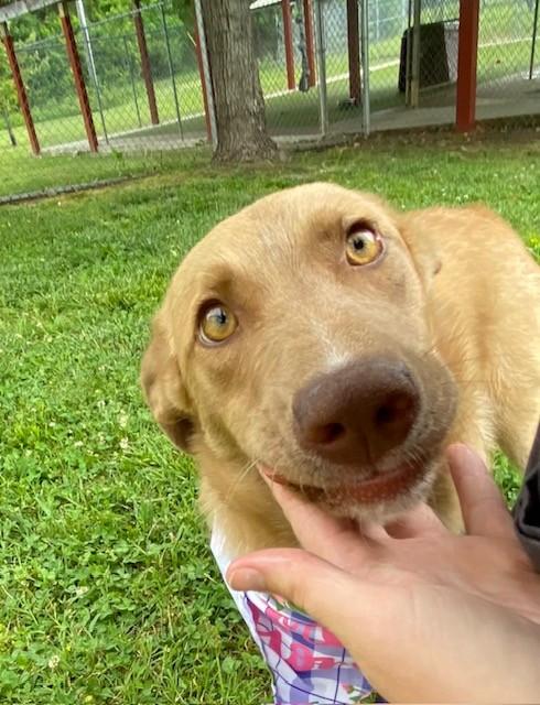 Lime, a ADOPTABLE Australian Kelpie in Fayetteville, AR image 4/6