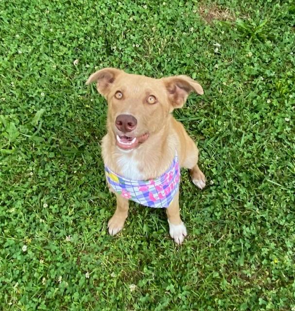 Lime, ADOPTABLE, Young Female Australian Kelpie.