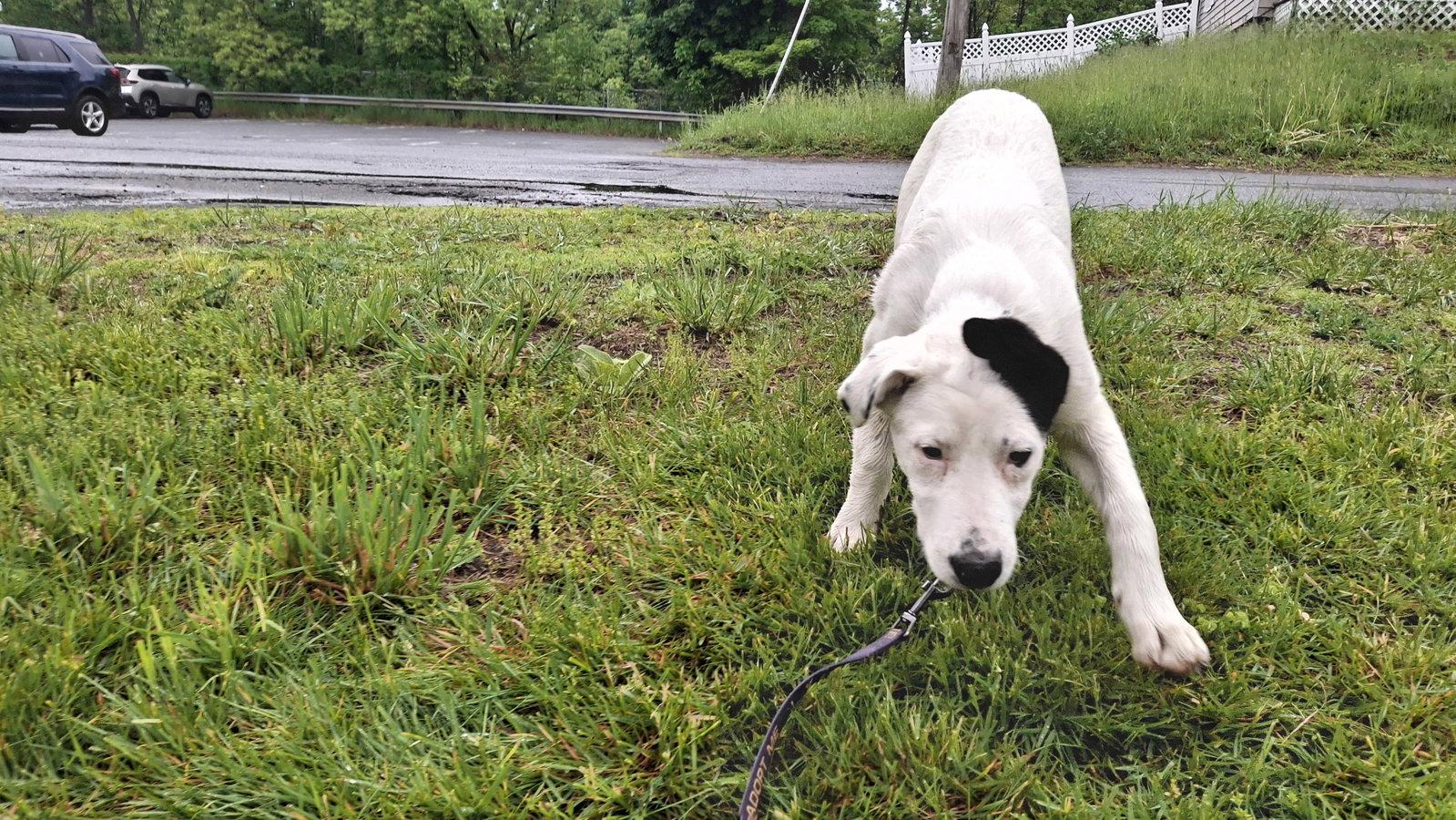 Enlarge MONROE, a Adoptable mixed breed in Sebec, ME image 1/3