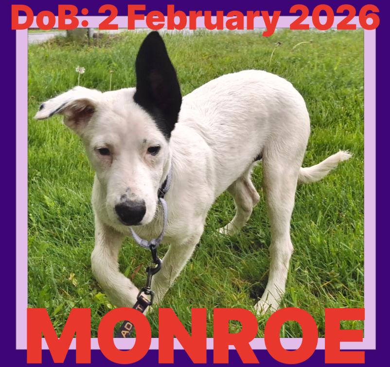 Enlarge MONROE, a Adoptable mixed breed in Sebec, ME image 2/3