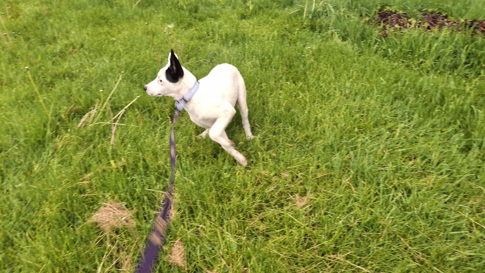 Enlarge MONROE, a Adoptable mixed breed in Sebec, ME image 3/3