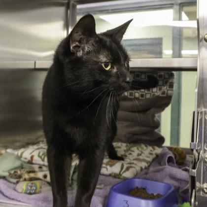 Nocturne, Adoptable, Adult Male Domestic Short Hair & Domestic Short Hair.