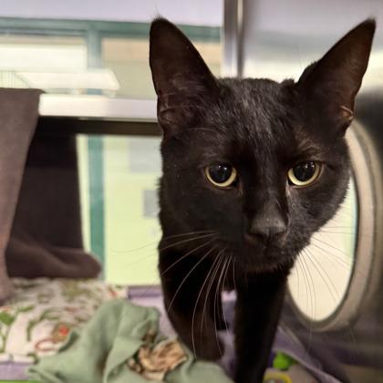 Nocturne — thumbnail 2