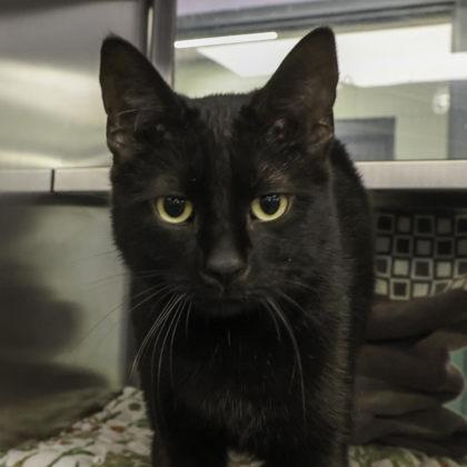 Nocturne — thumbnail 3