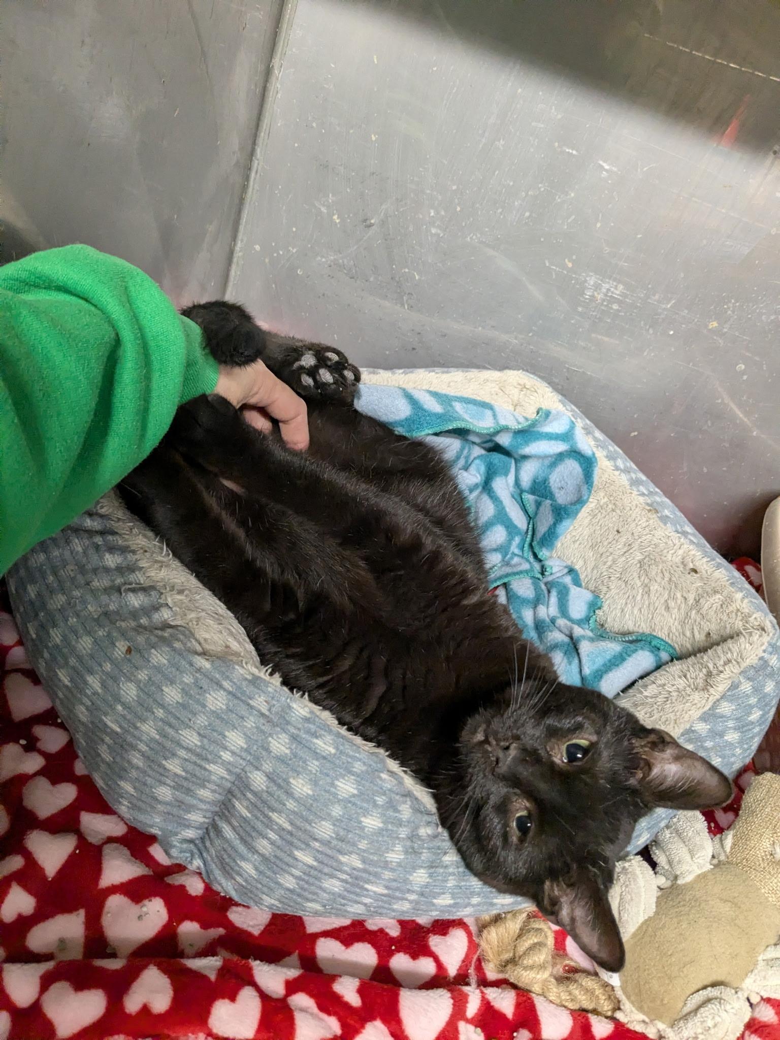 Hope, ADOPTABLE, Young Female Domestic Short Hair.