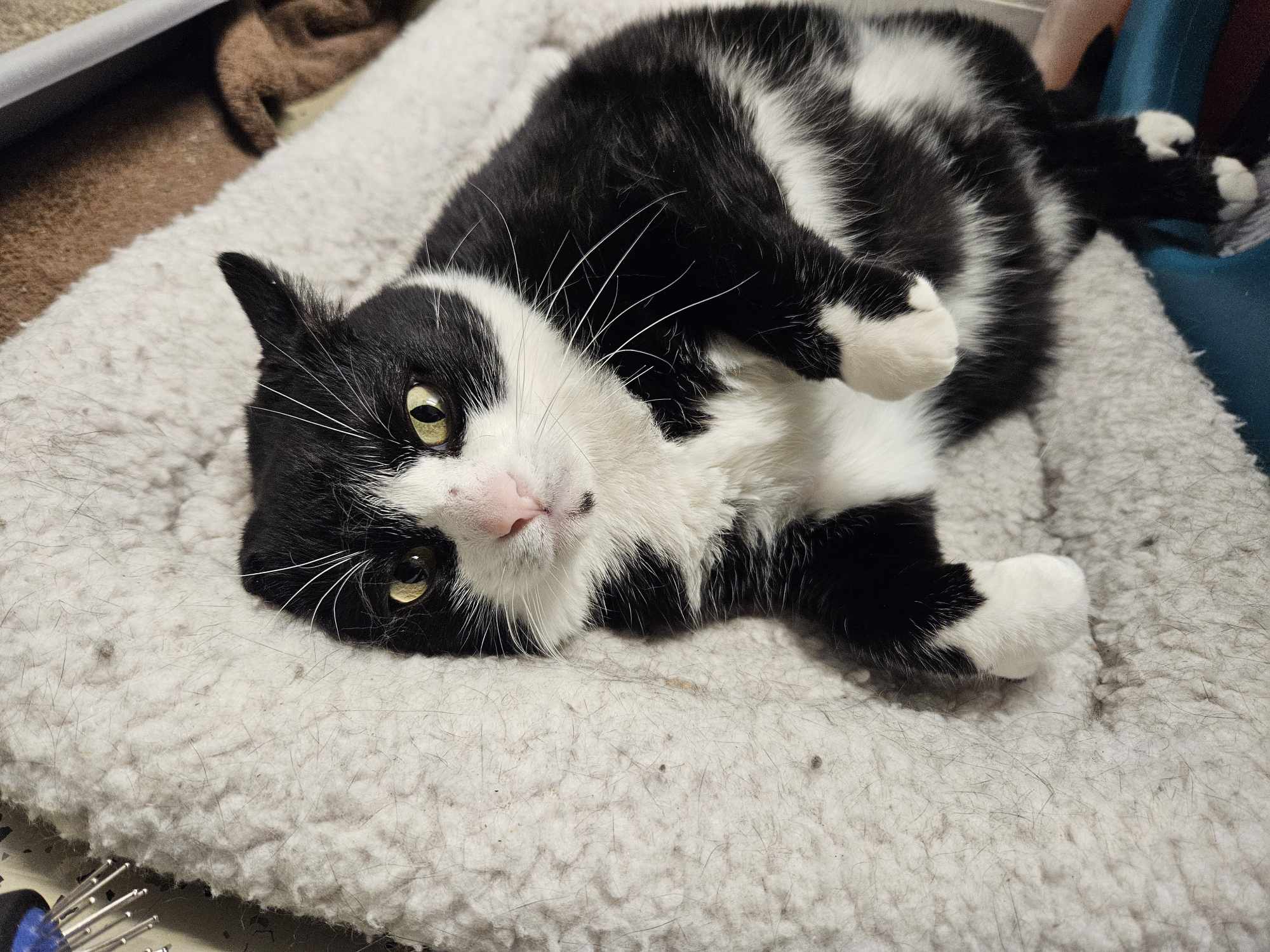 Mariah & Midge (Special Needs Cats), a Adoptable Domestic Short Hair in Frankenmuth, MI image 3/6