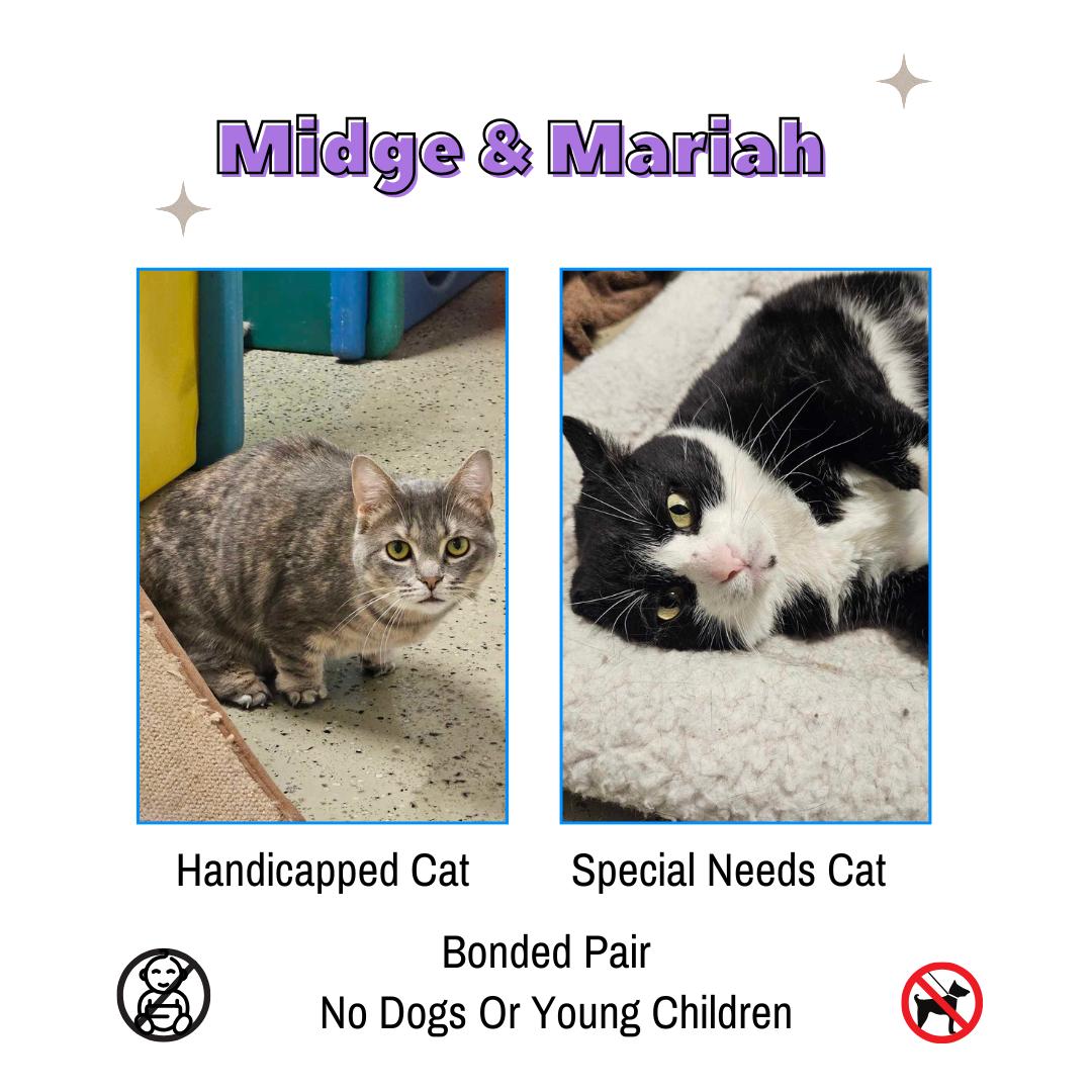 Mariah & Midge (Special Needs Cats), Adoptable, Adult Female Domestic Short Hair.