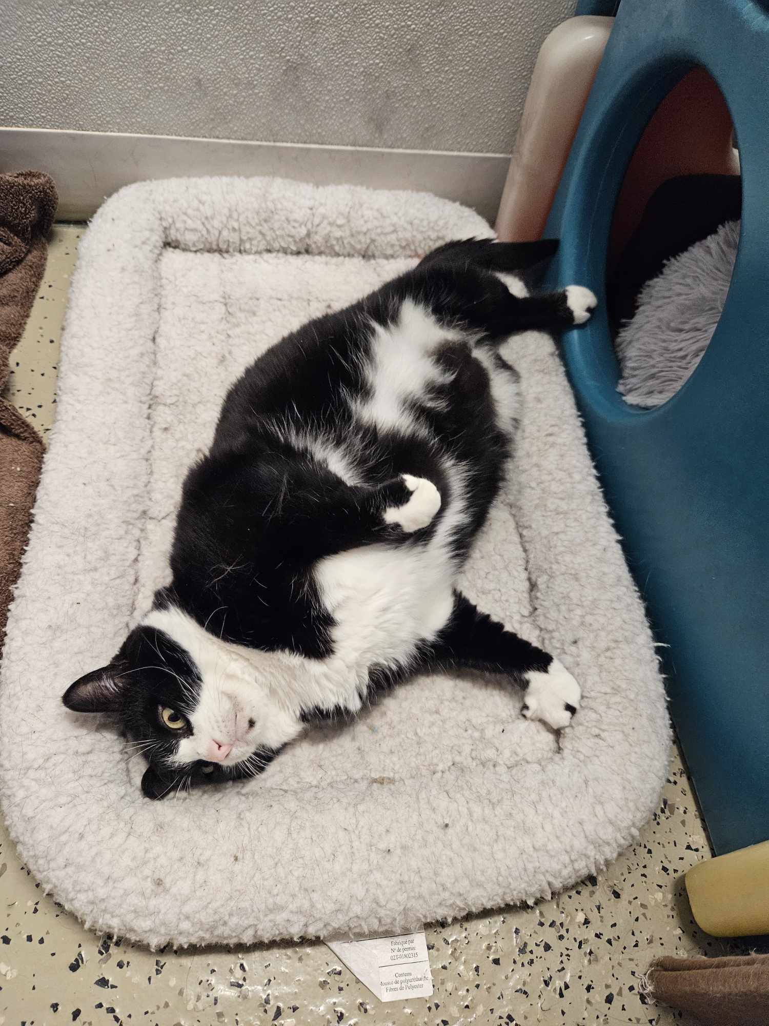 Mariah & Midge (Special Needs Cats), a Adoptable Domestic Short Hair in Frankenmuth, MI image 5/6