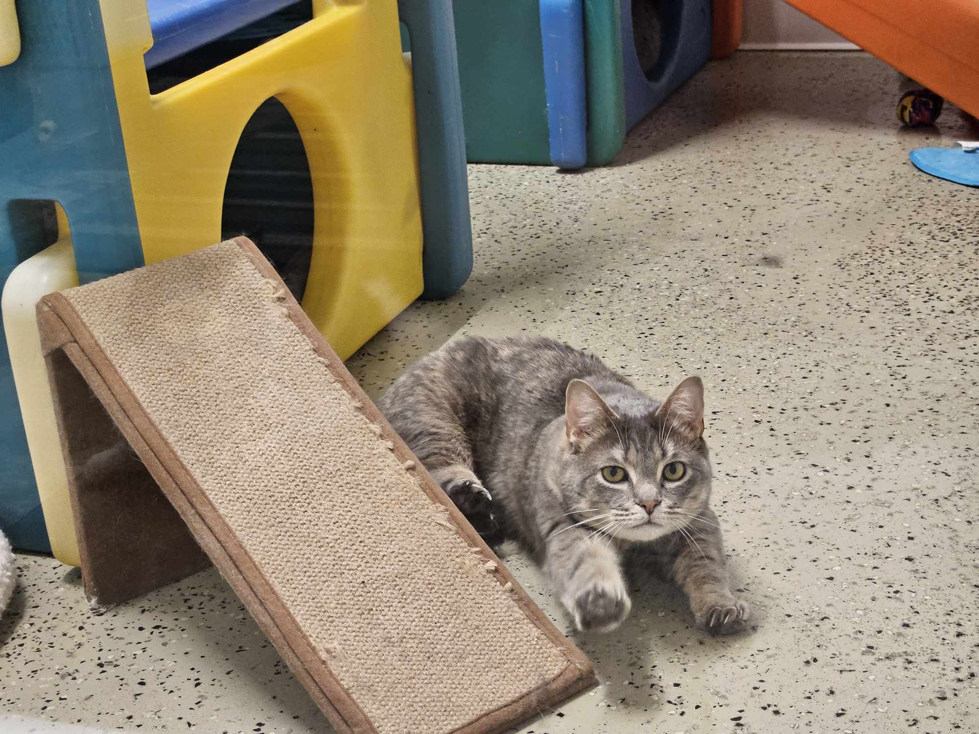 Mariah & Midge (Special Needs Cats), a Adoptable Domestic Short Hair in Frankenmuth, MI image 4/6