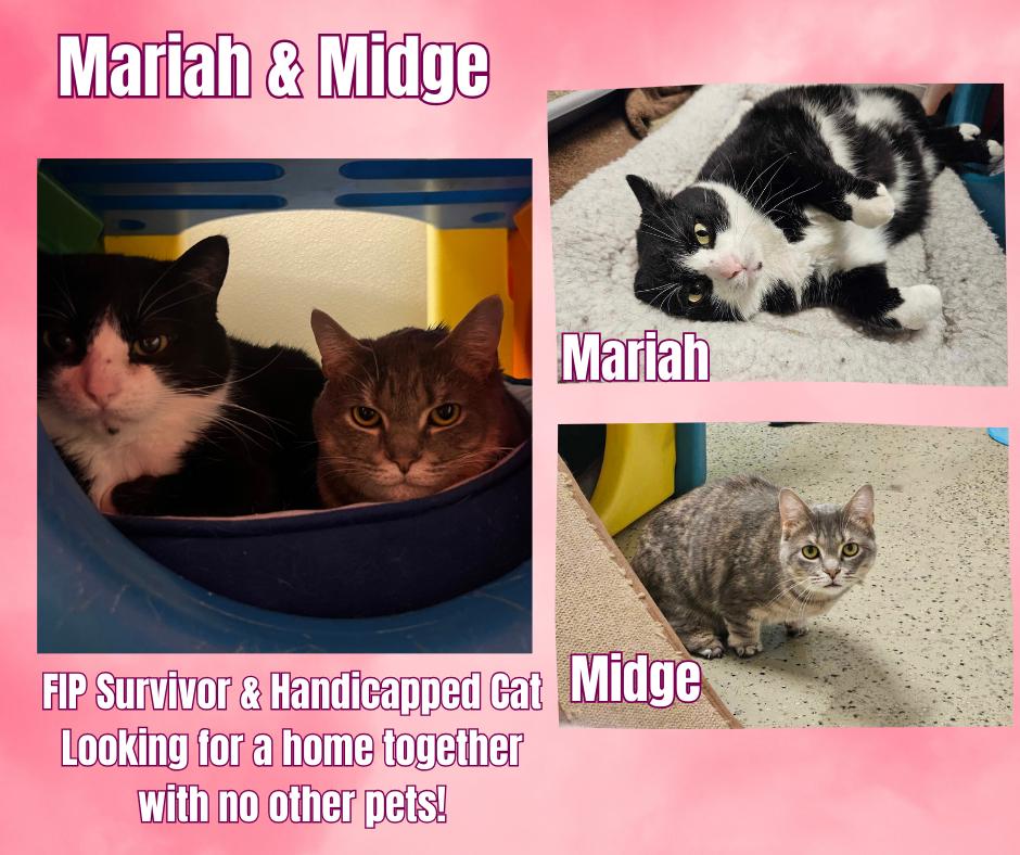 Mariah & Midge (Special Needs Cats), a Adoptable Domestic Short Hair in Frankenmuth, MI image 1/6