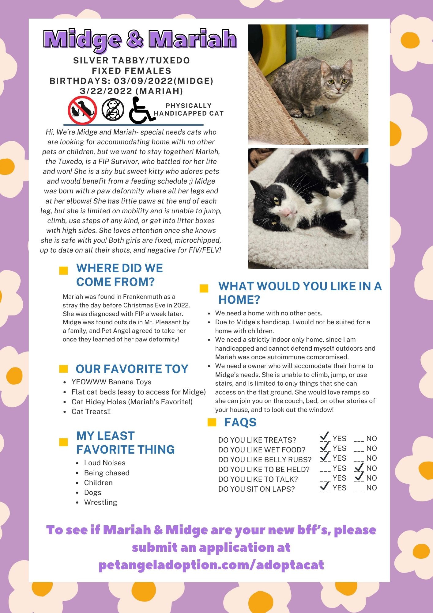 Mariah & Midge (Special Needs Cats), a Adoptable Domestic Short Hair in Frankenmuth, MI image 2/6