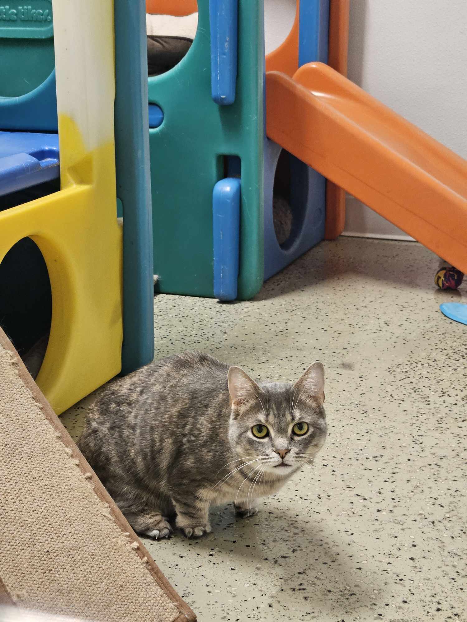 Mariah & Midge (Special Needs Cats), a Adoptable Domestic Short Hair in Frankenmuth, MI image 6/6