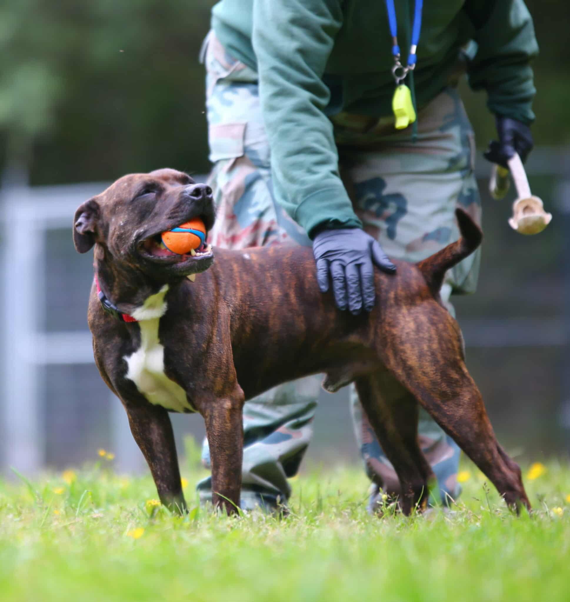 Enlarge Rambo, a ADOPTABLE mixed breed in Crescent city, CA image 6/6