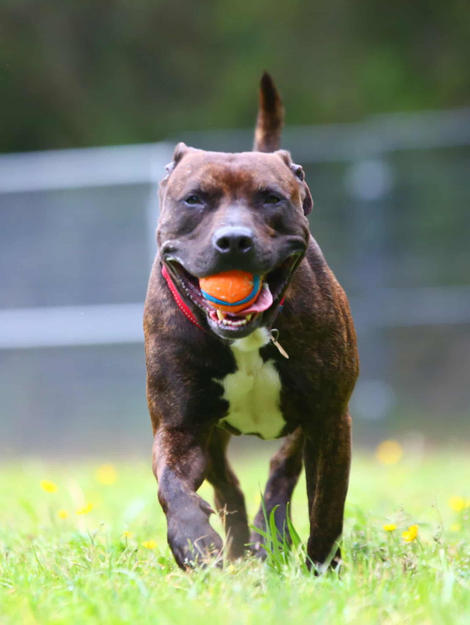 Enlarge Rambo, a ADOPTABLE mixed breed in Crescent city, CA image 2/6