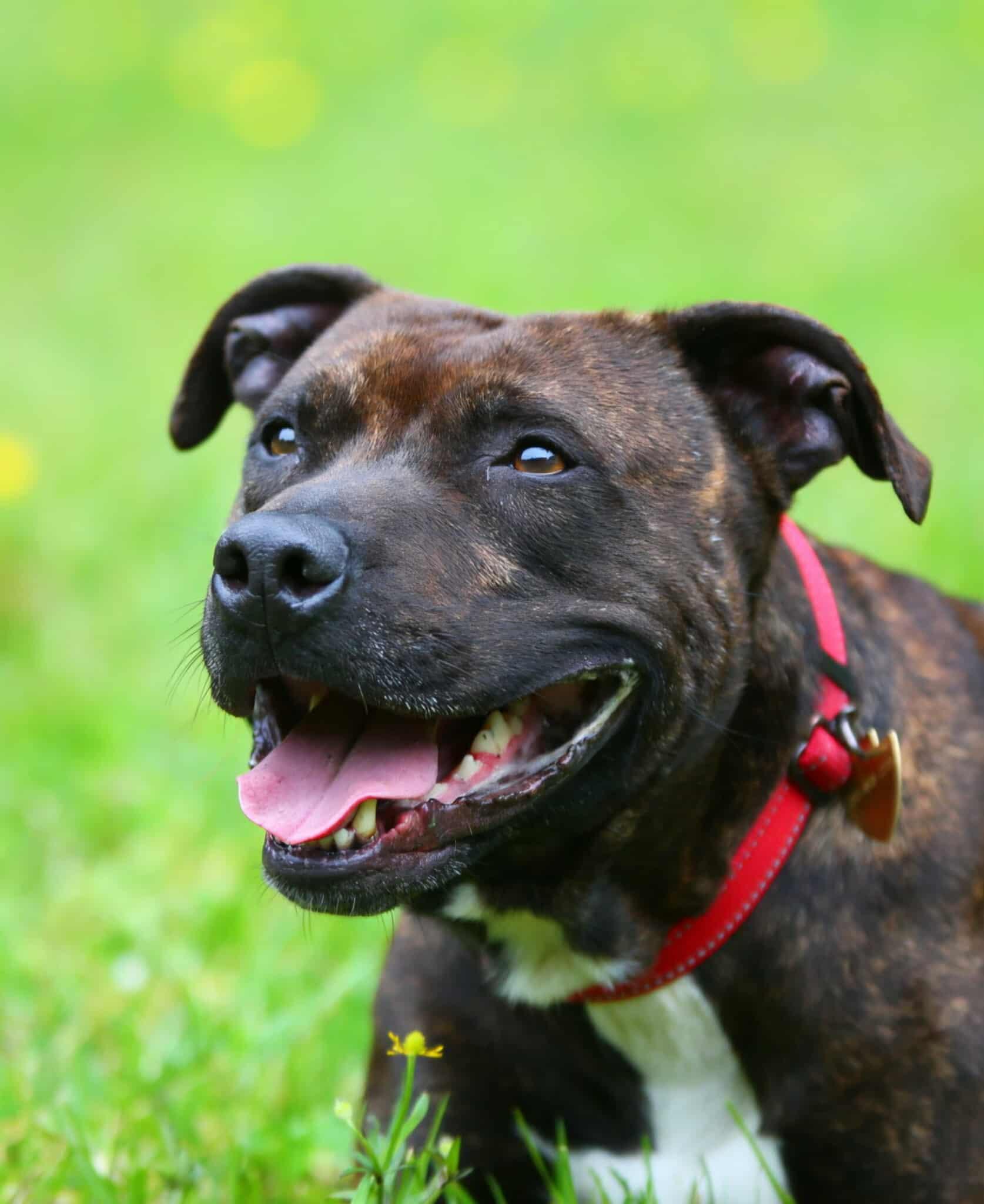 Enlarge Rambo, a ADOPTABLE mixed breed in Crescent city, CA image 3/6