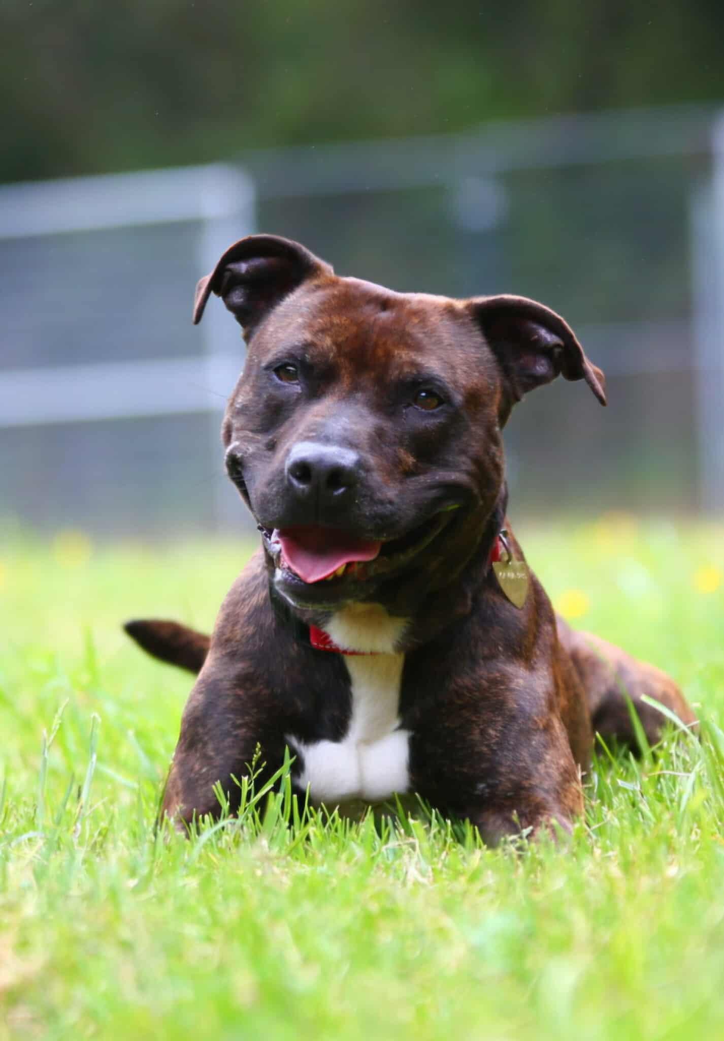 Enlarge Rambo, a ADOPTABLE mixed breed in Crescent city, CA image 5/6