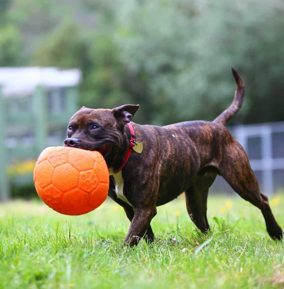 Enlarge Rambo, a ADOPTABLE mixed breed in Crescent city, CA image 4/6