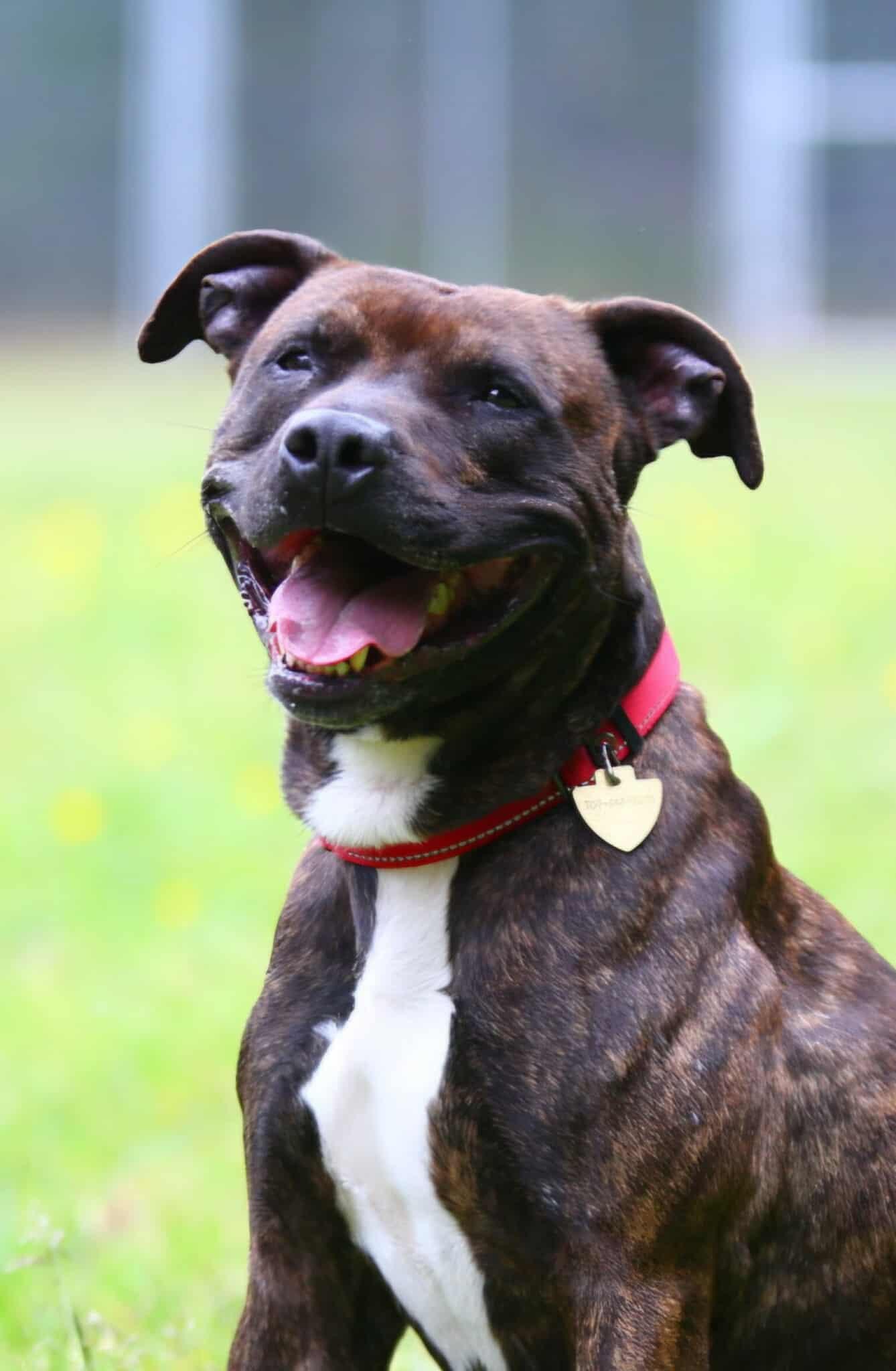 Rambo, ADOPTABLE, Adult Male Pit Bull Terrier.