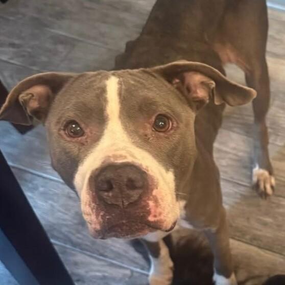 MINNOW MARIE, Adoptable, Adult Female Pit Bull Terrier.
