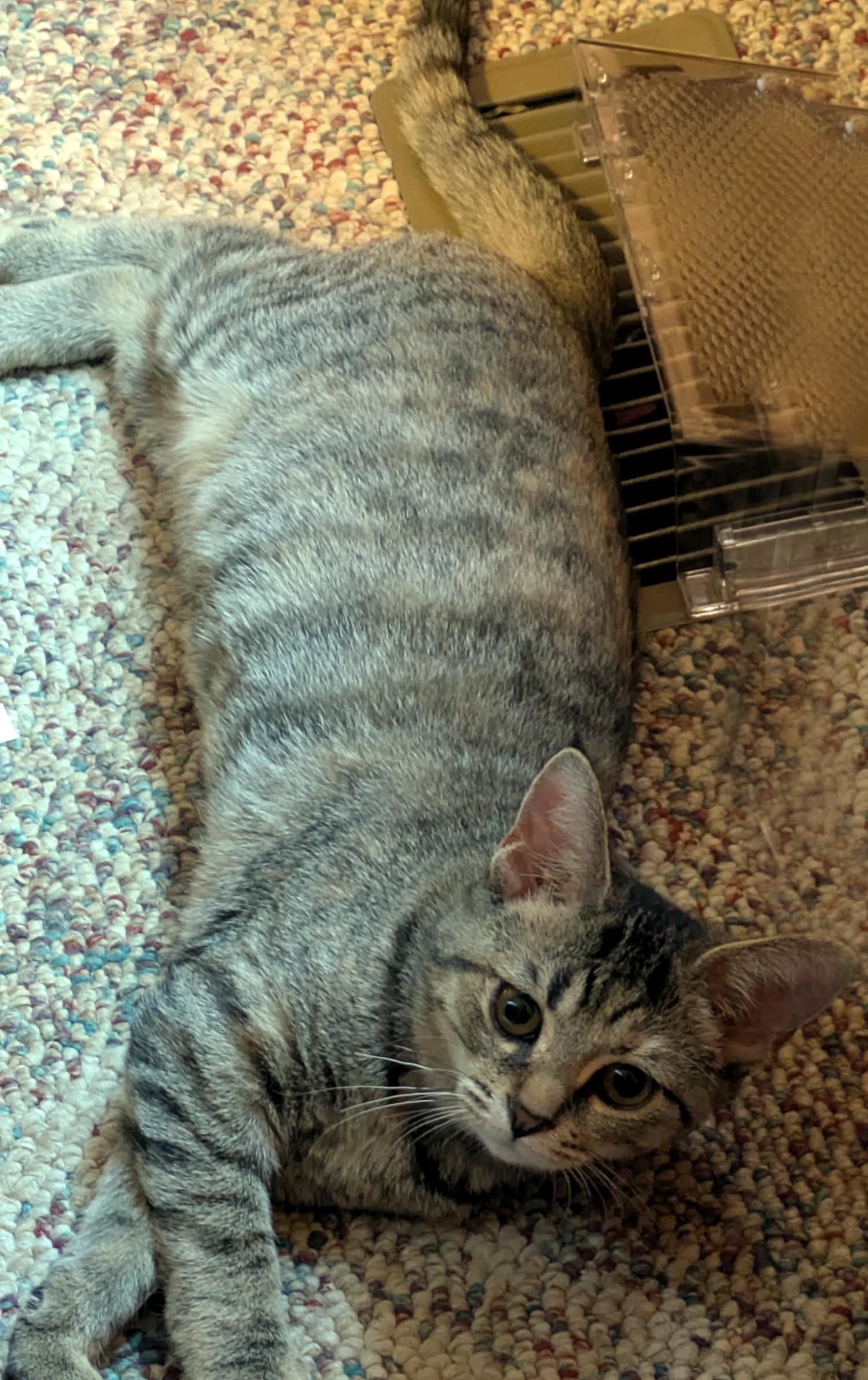 Enlarge Daisy, a Adoptable Domestic Short Hair in Wadsworth, OH image 2/3