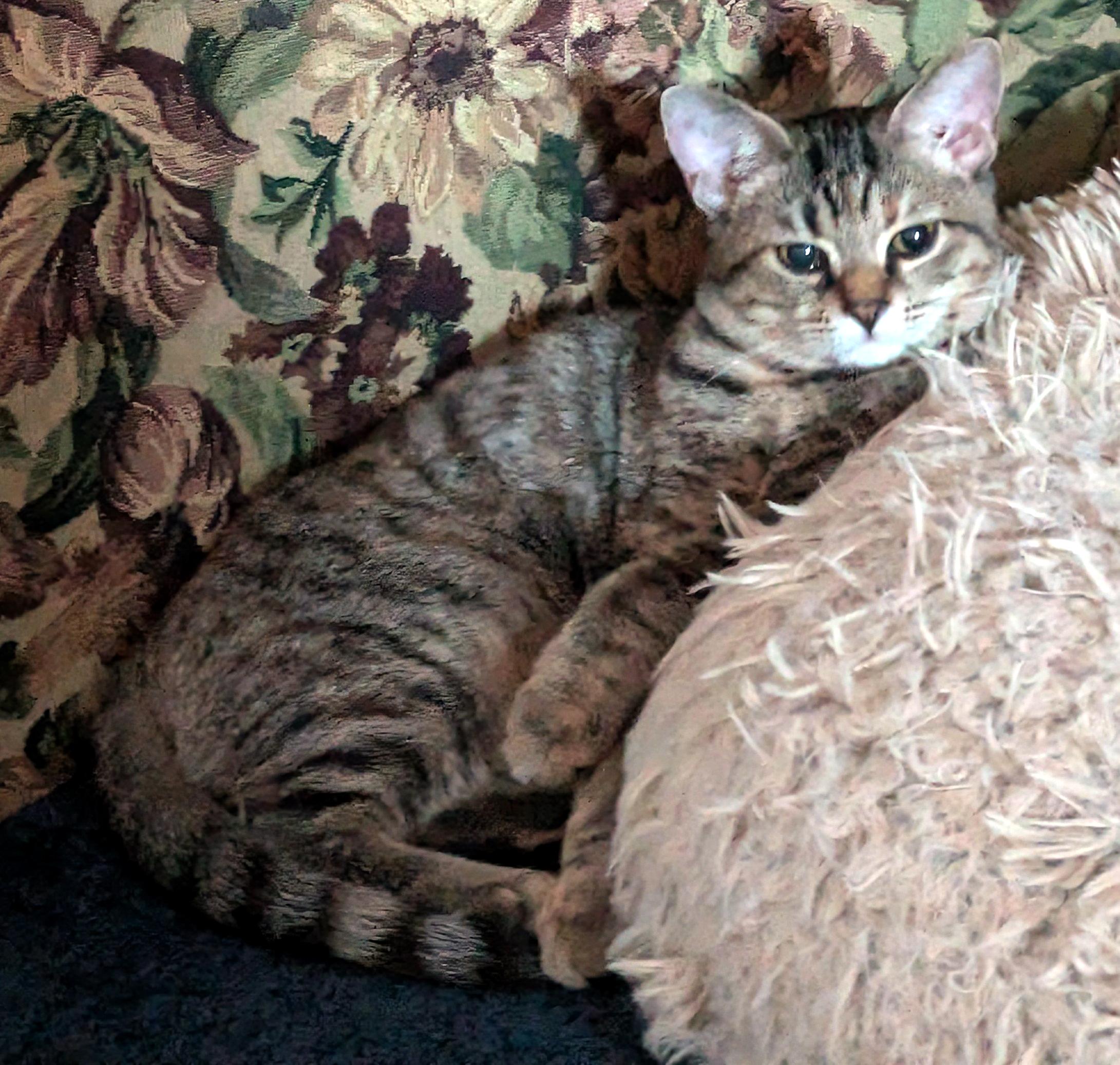 Enlarge Daisy, a Adoptable Domestic Short Hair in Wadsworth, OH image 3/3