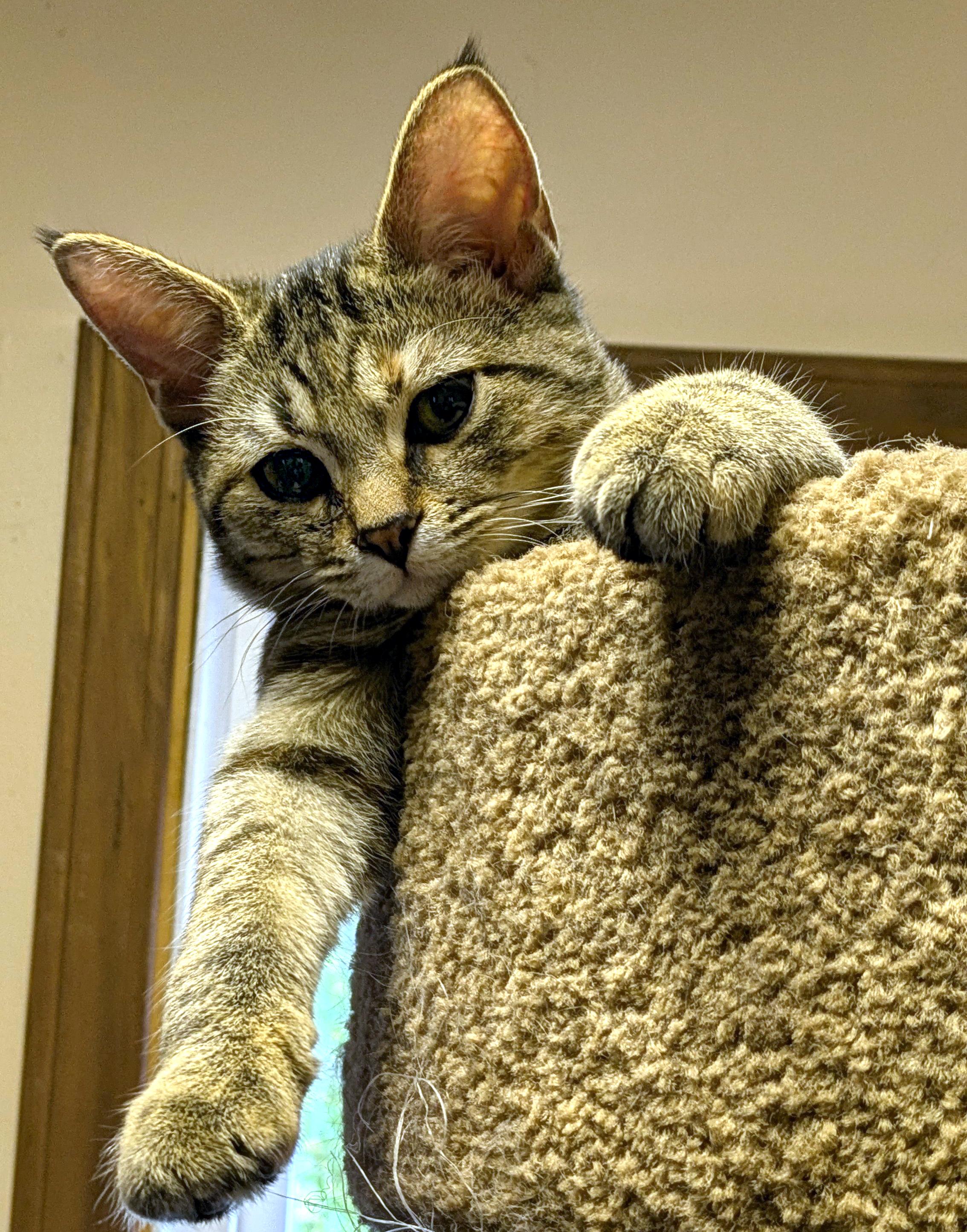 Enlarge Daisy, a Adoptable Domestic Short Hair in Wadsworth, OH image 1/3