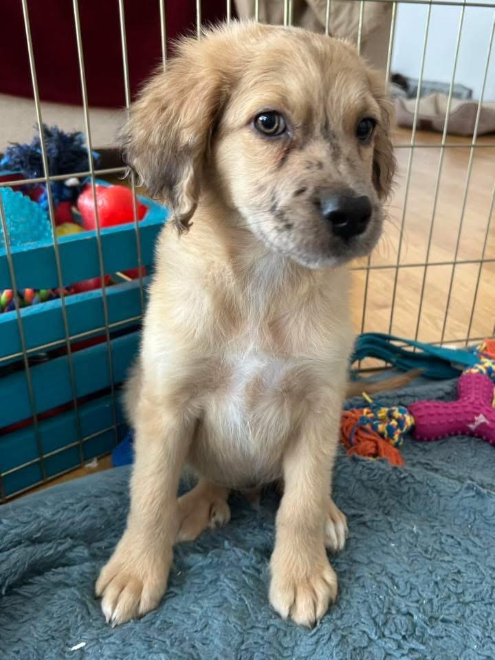 Uno, a Adoptable mixed breed in Bristol, WI image 5/6