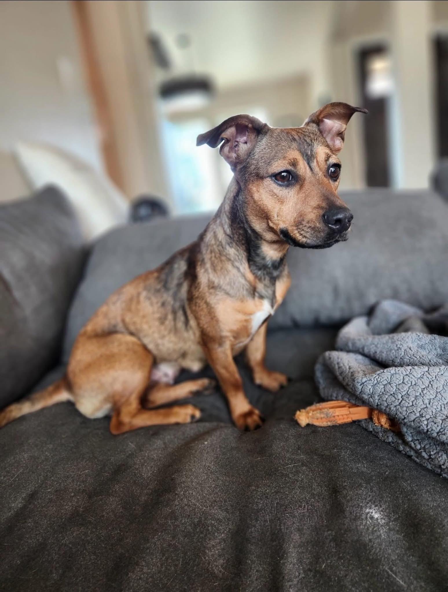 Enlarge Maisie, a ADOPTABLE Mixed Breed in Wilsall, MT image 1/1