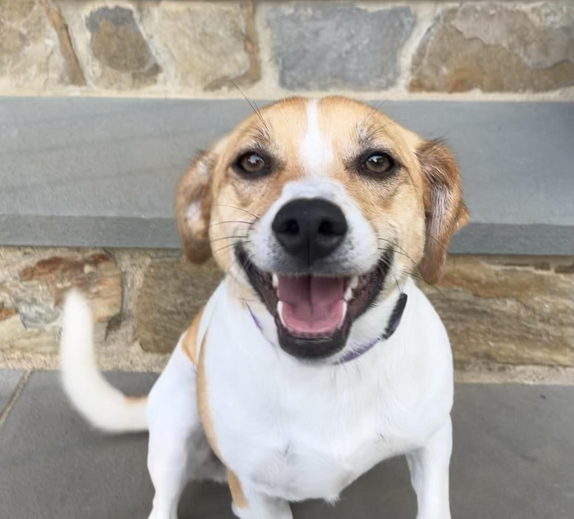 Poppy, Adopted, Adult Female Jack Russell Terrier & Beagle.