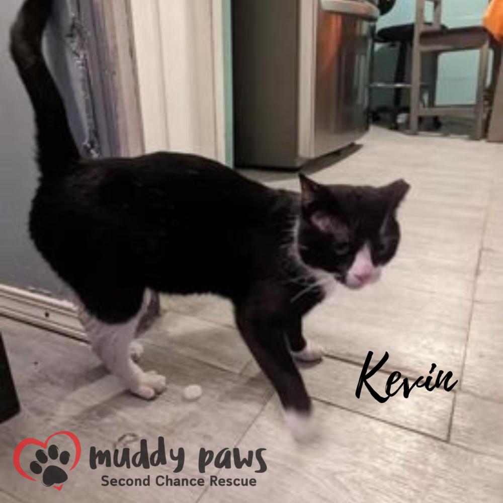 Kevin, Adoptable, Young Male Domestic Short Hair.