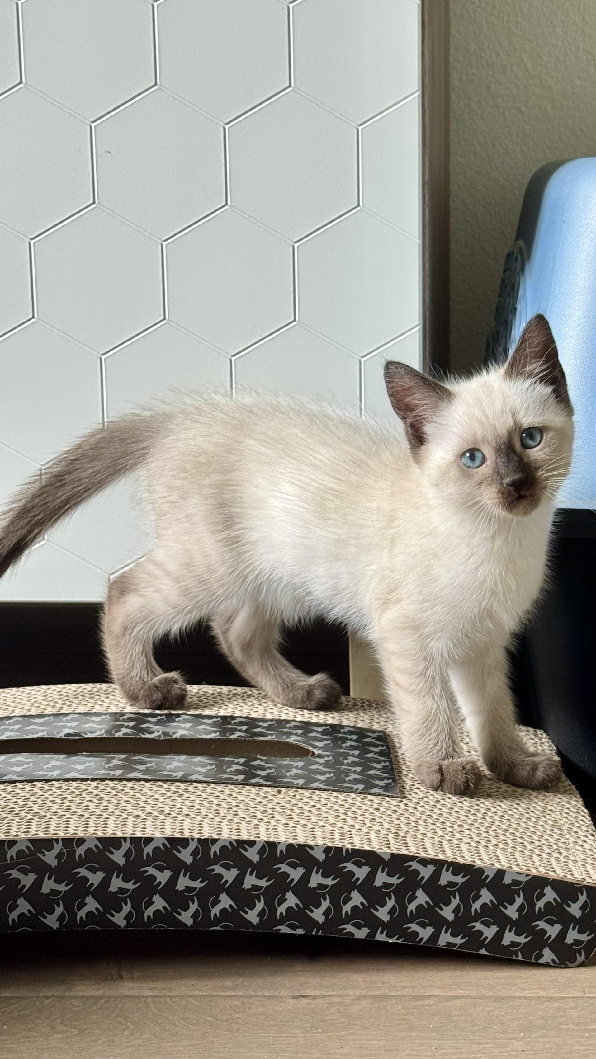 Bo, adopted, Kitten Male Domestic Medium Hair & Siamese.