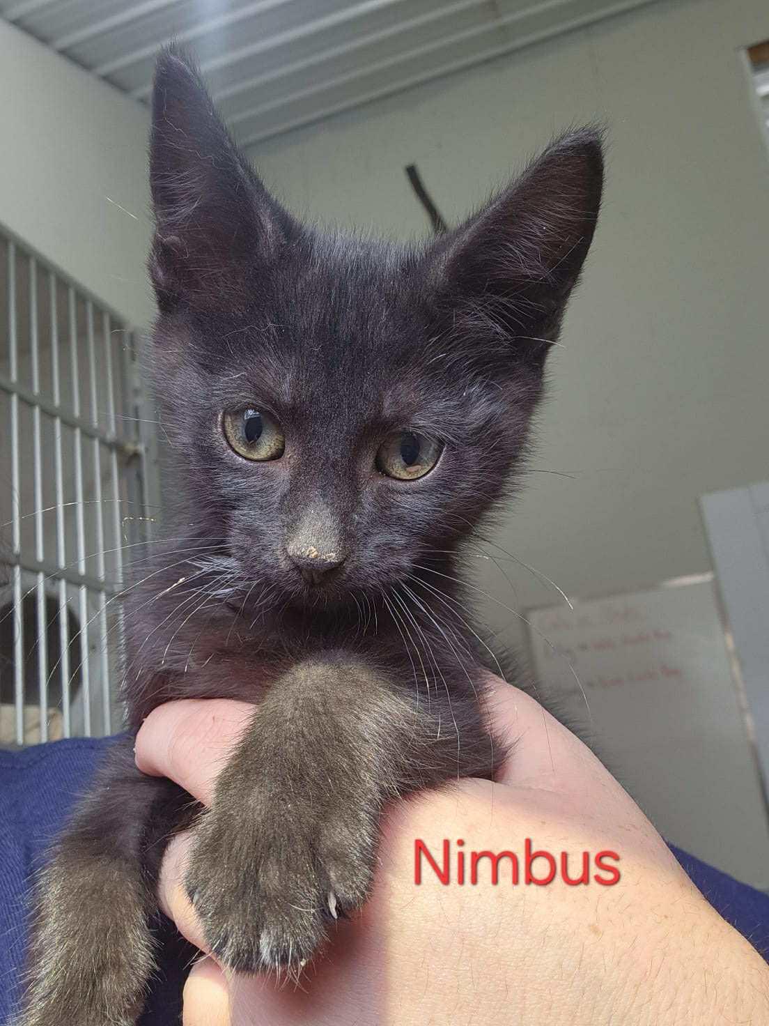 Nimbus, Adoptable, Kitten Male Bombay.